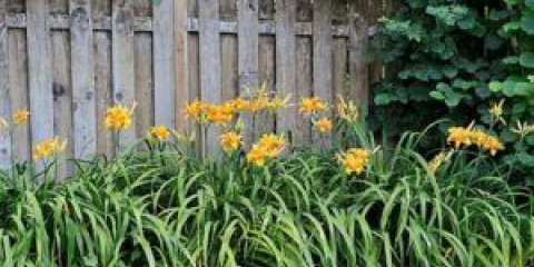 Jak používat lilyniki v krajině design oblasti země